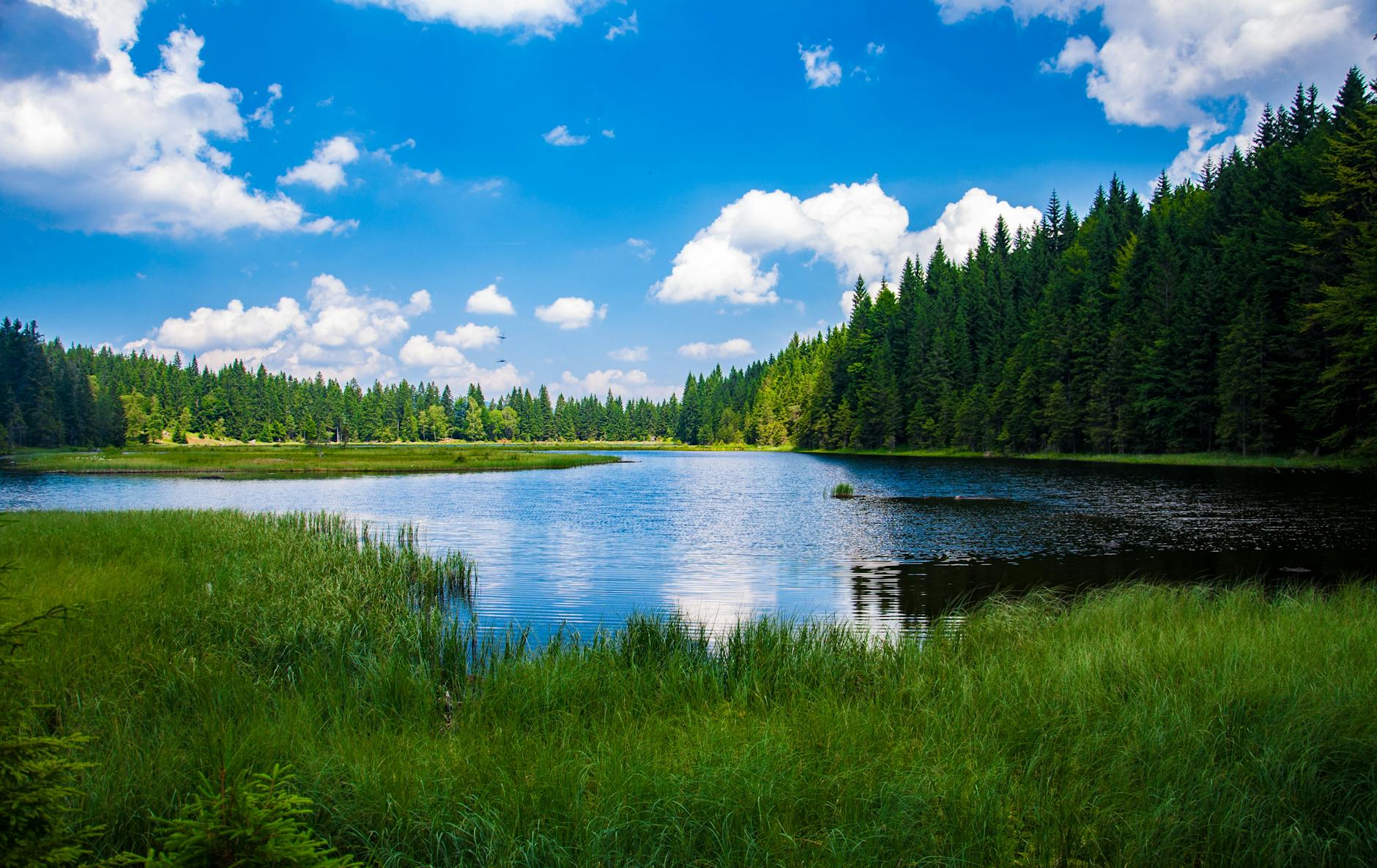 scenic view of lake in forest